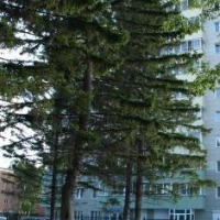 Новосибирск — 1-комн. квартира, 45 м² – Красный пр-кт, 173/1 (45 м²) — Фото 11